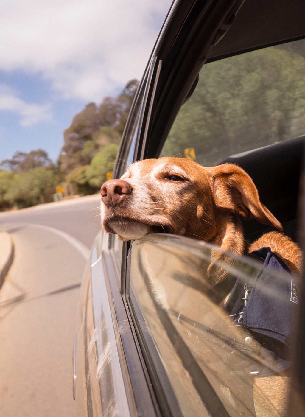 Hund im Auto