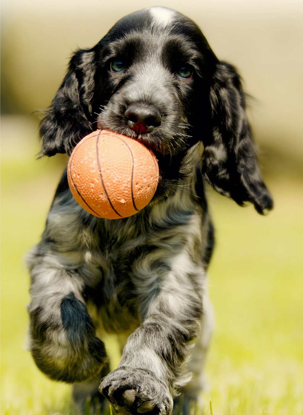 Hund Welpe Ball