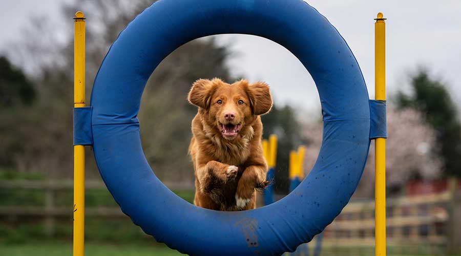 Hund mit Spass