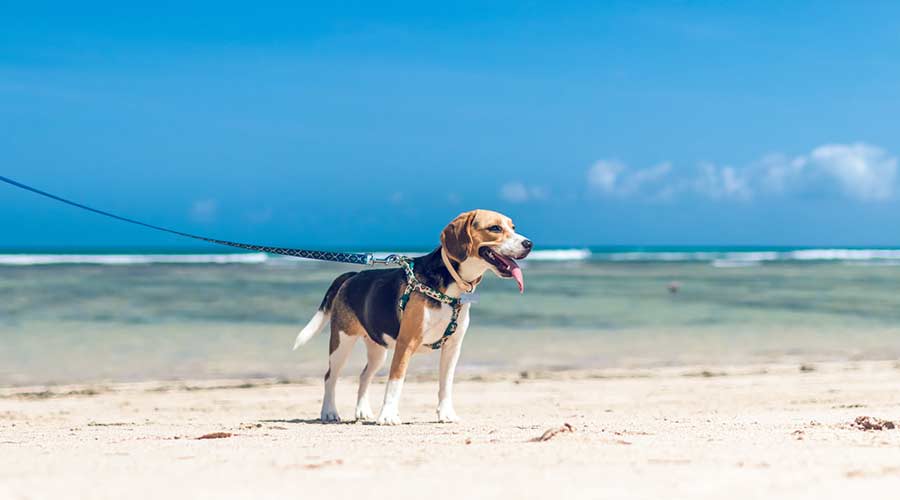 Hund am Strand