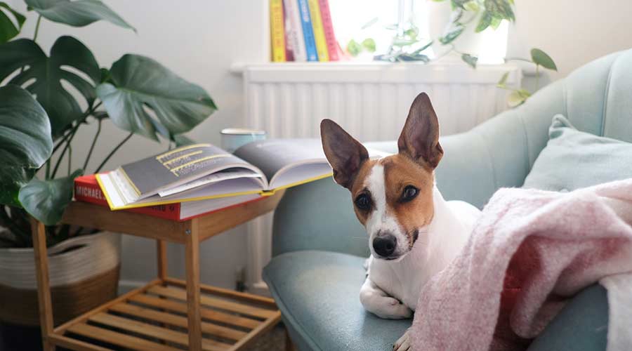 Hund auf Sessel