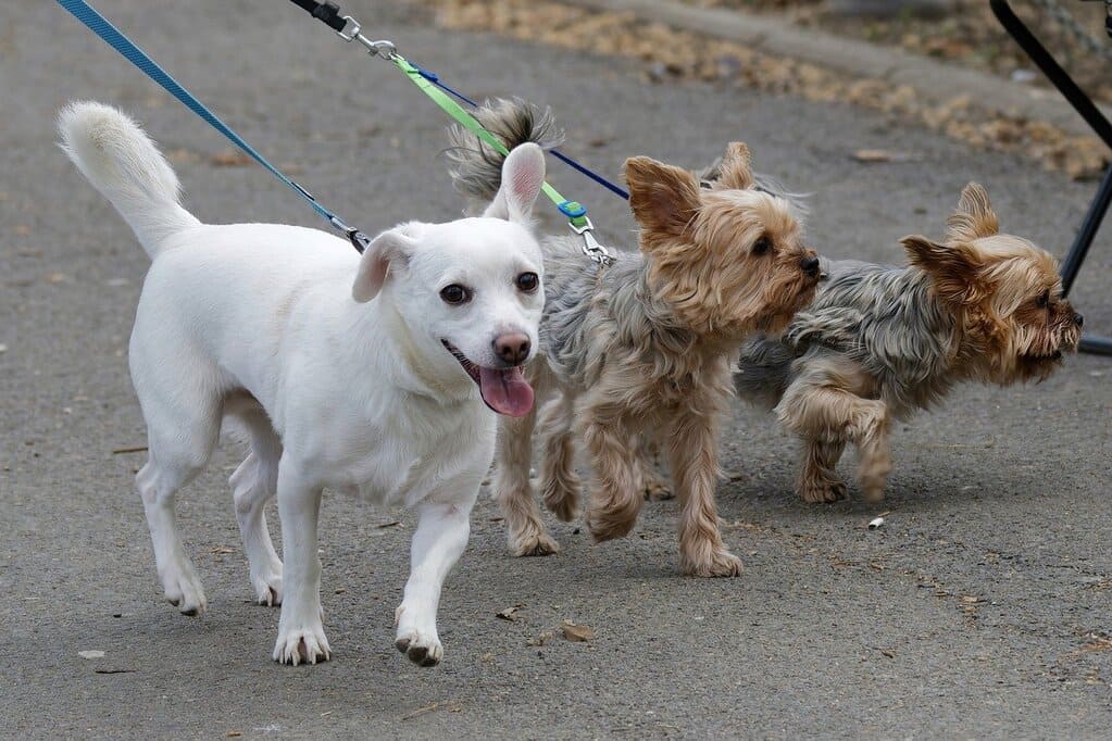 Hunde an Leine
