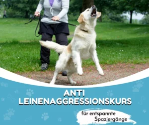 Leinenaggressionskurs