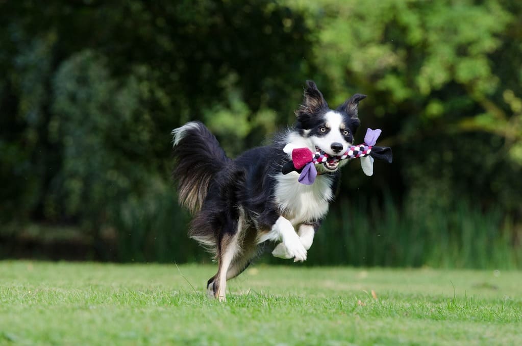 border-collie