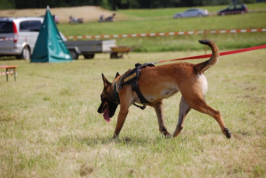 Suchhund