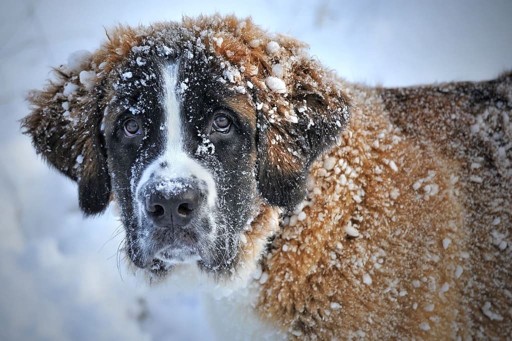 Hund im Winter