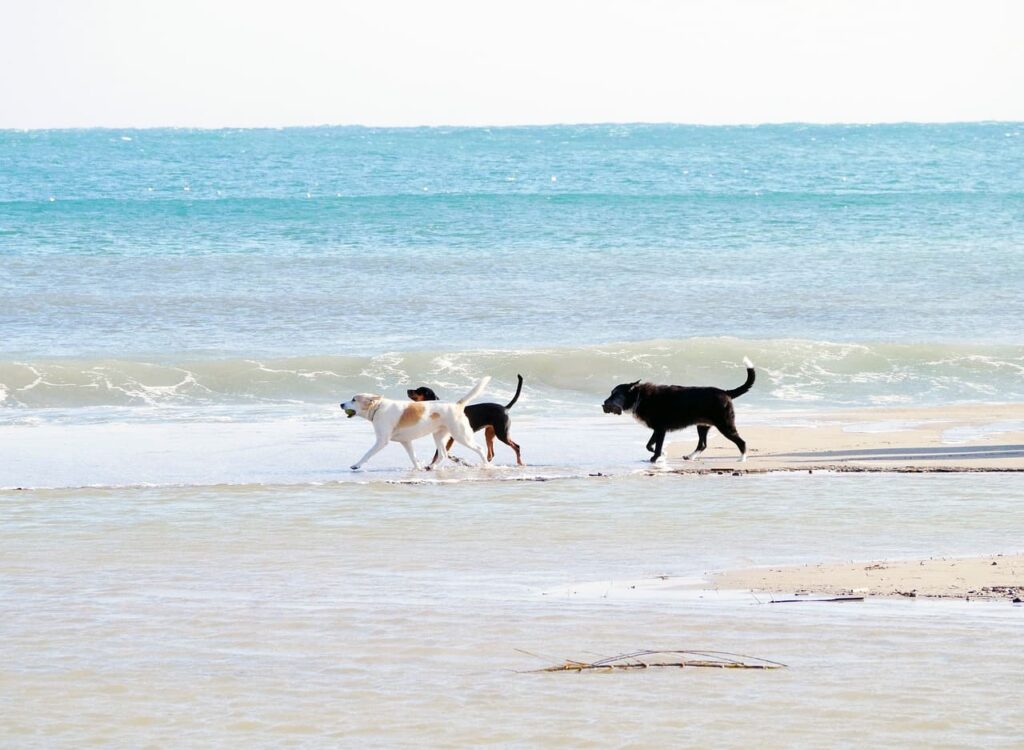 Hunde am Strand